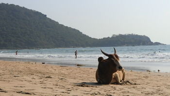 Hotel Ducknchill-agonda 2*
